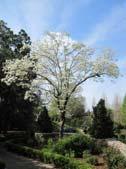 Flowering Dogwood Valued for four-season interest Attractive white or