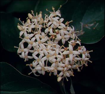 Rough-Leaf Dogwood Thicket-forming shrub or small tree native to