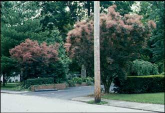 mas Large shrub / small tree, deciduous, green to purple -red foliage;