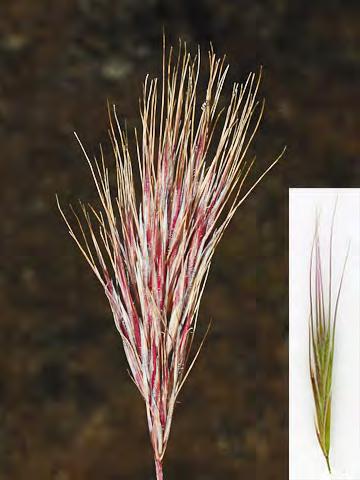 madritensis) Naturalized Annual - Grass Family - (Apr Jan) - Disturbed areas, roadsides - Plants 4-20" tall.