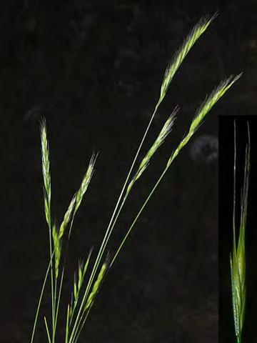 rubens) Naturalized Annual - Grass Family - (Mar Jun) - Disturbed areas, roadsides - Plant 4-20".