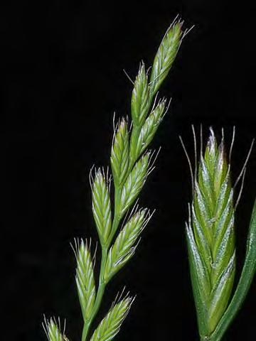 BROME FESCUE (Festuca bromoides) Naturalized Annual - Grass Family - (May Jun) - Uncommon.