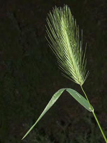 brachyantherum) Native Perennial - Grass Family - (May Aug) - Meadows, pastures, streambanks - Stem 1-3' tall, gen robust.