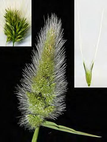 gussoneanum) Naturalized Annual - Grass Family - (Apr Jun) - Dry to moist, disturbed sites - Stem 4-20".