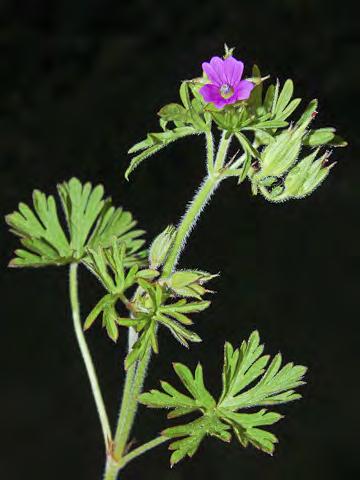 tall. Leaf blade 0.16-0.6" long, <= 0.24" wide. Petals white to pink or blue-purple, 0.24-05" long; gen 6 stamens.