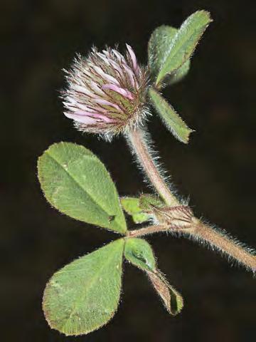 Pea Family - (Late spring) - Roadsides, gen in saline soil - Head bracts 0.08" long, green. Flowers pink, 0.2-0.