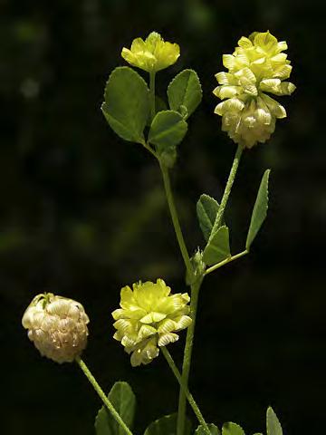 CALIFORNIA BURCLOVER (Medicago polymorpha) Naturalized Annual - Pea Family - (Mar Jul) - Common.