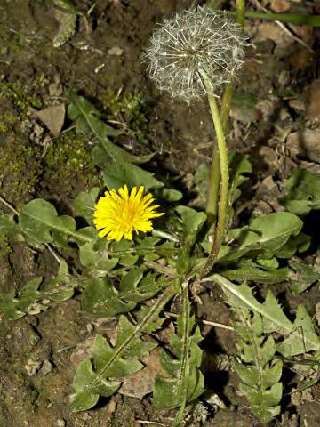 BRISTLY OX-TONGUE (Helminthotheca echioides) Naturalized Annual-Biennial - Sunflower Family - (All year) - Common.