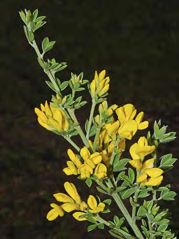COYOTE BRUSH (Baccharis pilularis subsp.