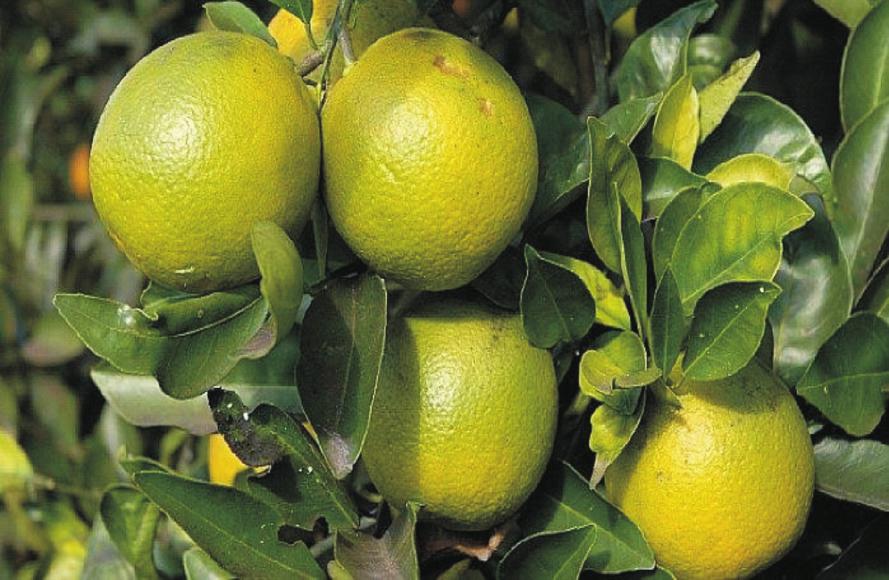 Citrus Type Sweet Orange Tangerine Lemon Lime Grapefruit Characteristic Taste Toughness Skin Colour