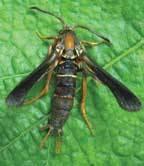 GRAPE ROOT BORER (Vitacea polistiformis) The grape root borer is a clearwing moth with a dark brown body with yellow-orange bands on the abdomen.