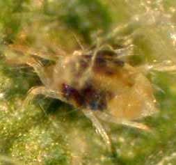 Adult male mites are smaller than females and have a pointed abdomen; they are usually dull green to brown. Mites hatch in the spring from tiny spherical eggs that are laid around cane nodes.