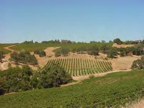 Turning onto the ranch reveals an oakstudded terrain consisting of interconnected vine yard locks demarcated by gentle ridges.