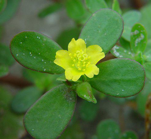 Edible Weed Cards Purslane or Pigweed (Portulaca olerace) Succulent ground cover with small oval-shaped waxy leaves.