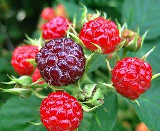 Wild raspberry plants are found in heathland and woodlands in the Northern Territory, Queensland, New South Wales, Victoria and Tasmania. Two varieties are also native to Papua New Guinea.
