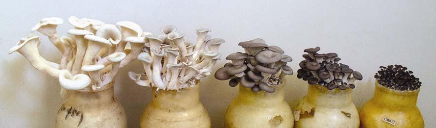 Part II. Oyster Mushrooms Chapter 4.