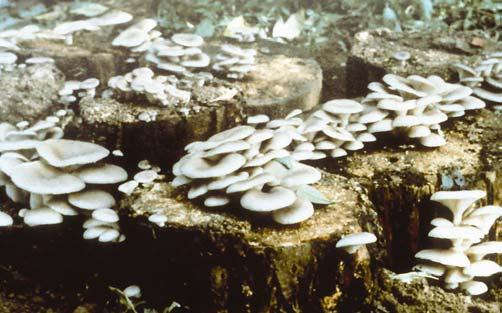 Part II. Oyster Mushrooms Chapter 4. Spawn 59 A. Log culture B. Shelf culture C.