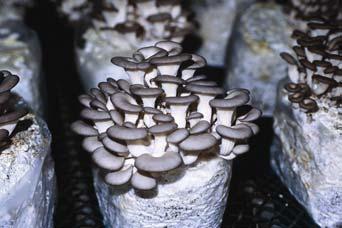 This is the most frequently cultivated species among the genus Pleurotus.
