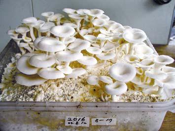 Part II. Oyster Mushrooms Chapter 4. Spawn 60 Pleurotus florida Eger Figure 7. P. florida P. florida is widespread in temperate, subtropical and tropical zones.
