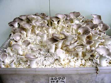 It could be harvested in warmer temperatures as its fruiting temperature range is wider than other Pleurotus mushroom and it does not require fruiting induction (cold shock).