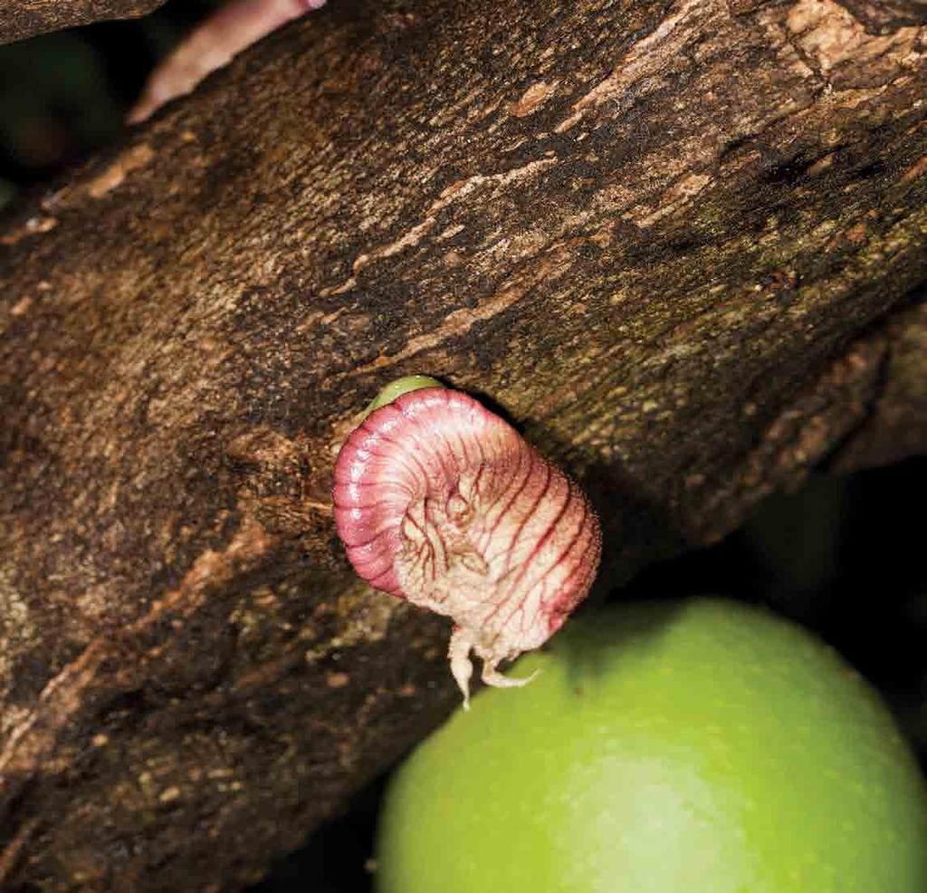 Guanacaste, Enterolobium cyclocarpum (Niembro Rocas 2002, MacVean 2003:84-85) Cualote, Guazuma ulmifolia Lam. (MacVean 2003:128-129).