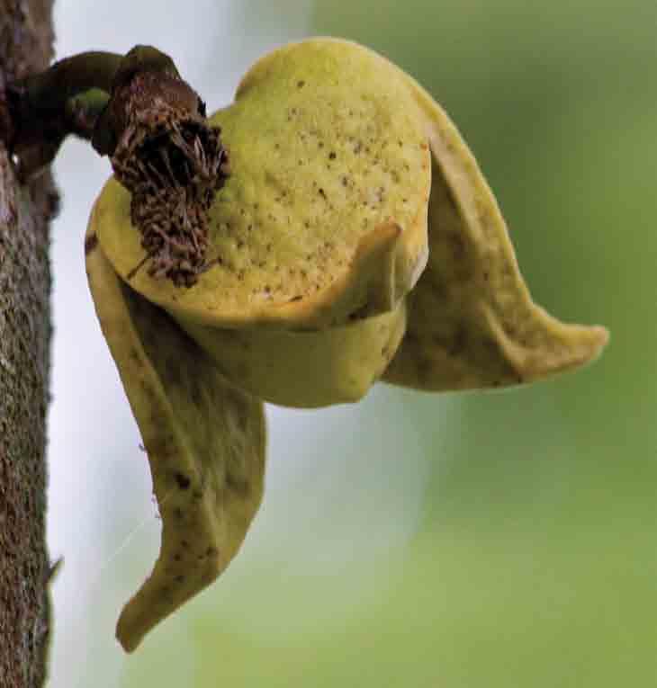 Annona squamosa, Sugar apple, Each area of Mesoamerica shares some species of Anonna but several