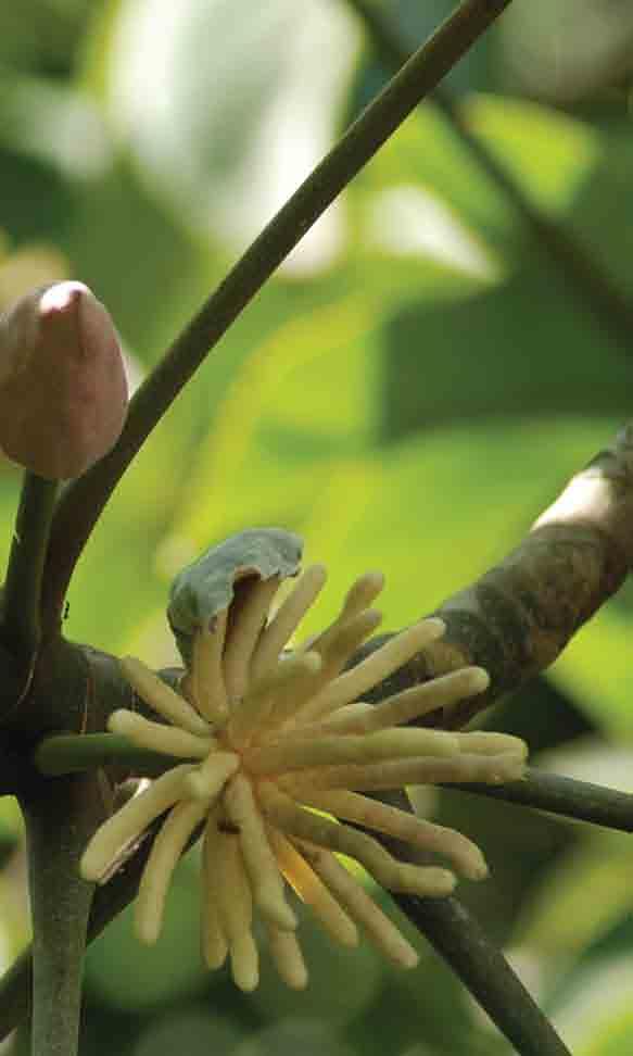 Papaya orejona, K uun che (Yucatec ), bonete, Jacaratia mexicana A. DC. (Martin et al. 1987:91).