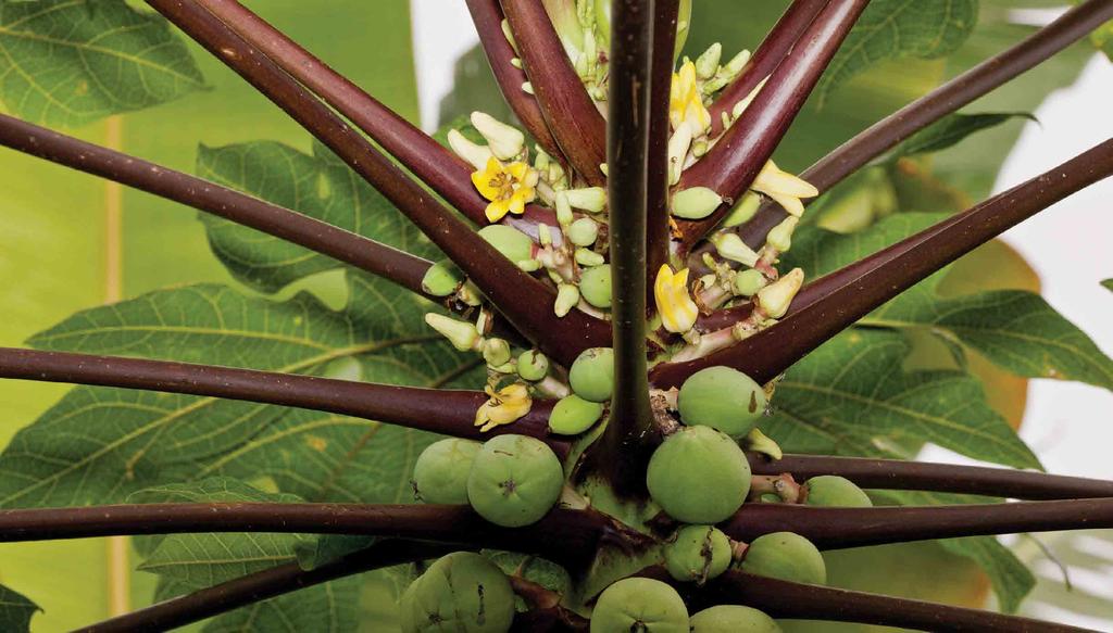 Hog Plum, ciruela cochino, jocote jobo, Spondias mombin or S. purpura. Jocote, Spondias purpurea; a suburb of Antigua Guatemala is named after this fruit. Syzygium cumini (L.) Skeels, Java plum.