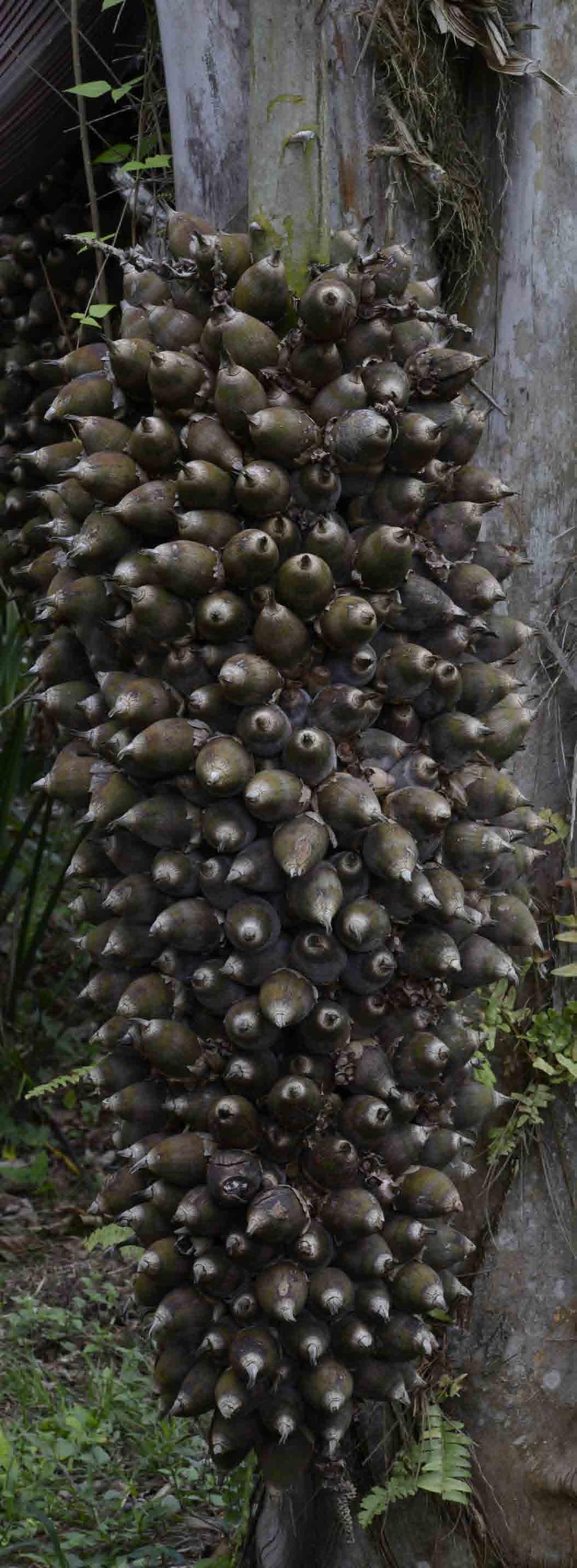 Nuts, specifically on Palm trees Cerpinus ceroliniana Walt. (Martin et al. 1987:83).