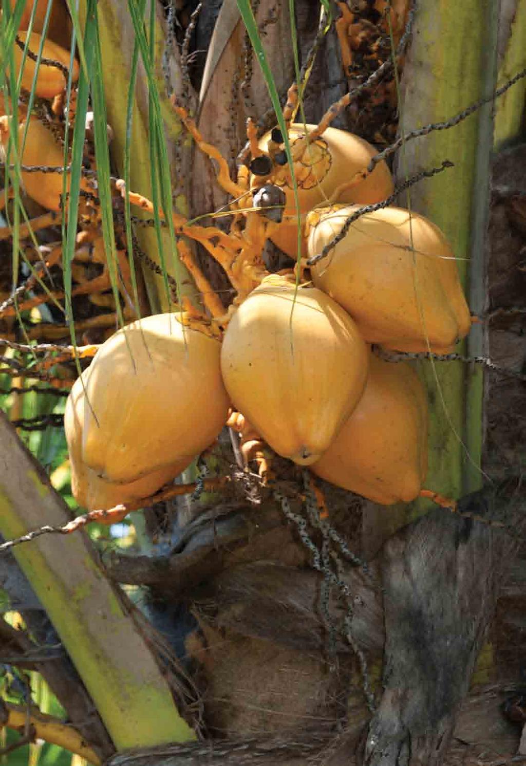 Palm trees with edible parts Capuca, Calyptrogyne ghiesbreghtiana (Chízmar 2009:87-88) Chamaedorea pinnatifrons (Chízmar
