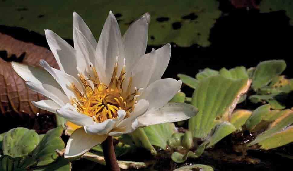 Brasenia schreberi Waterlily, Nymphaea ampla, is edible, and parts are eaten in many