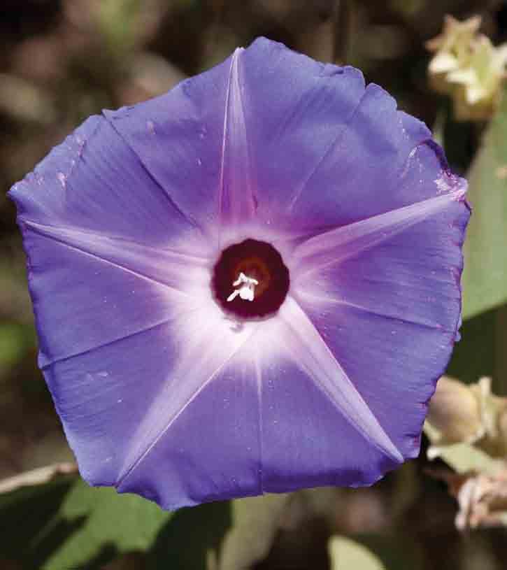 Datura; most claims for use are overstated; but I would still estimate that datura was known and used (just that most discussions mis-identify the flowers).
