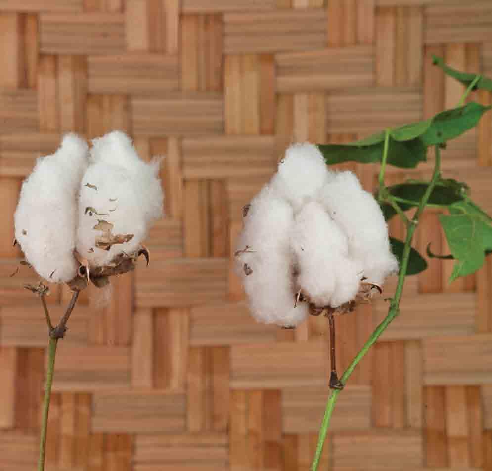 Plants to make clothing amate, Ficus species, bark paper was used as clothing in addition to as paper cotton, Gossypium hirsutum, is native to Americas as other cotton was in India and other parts of