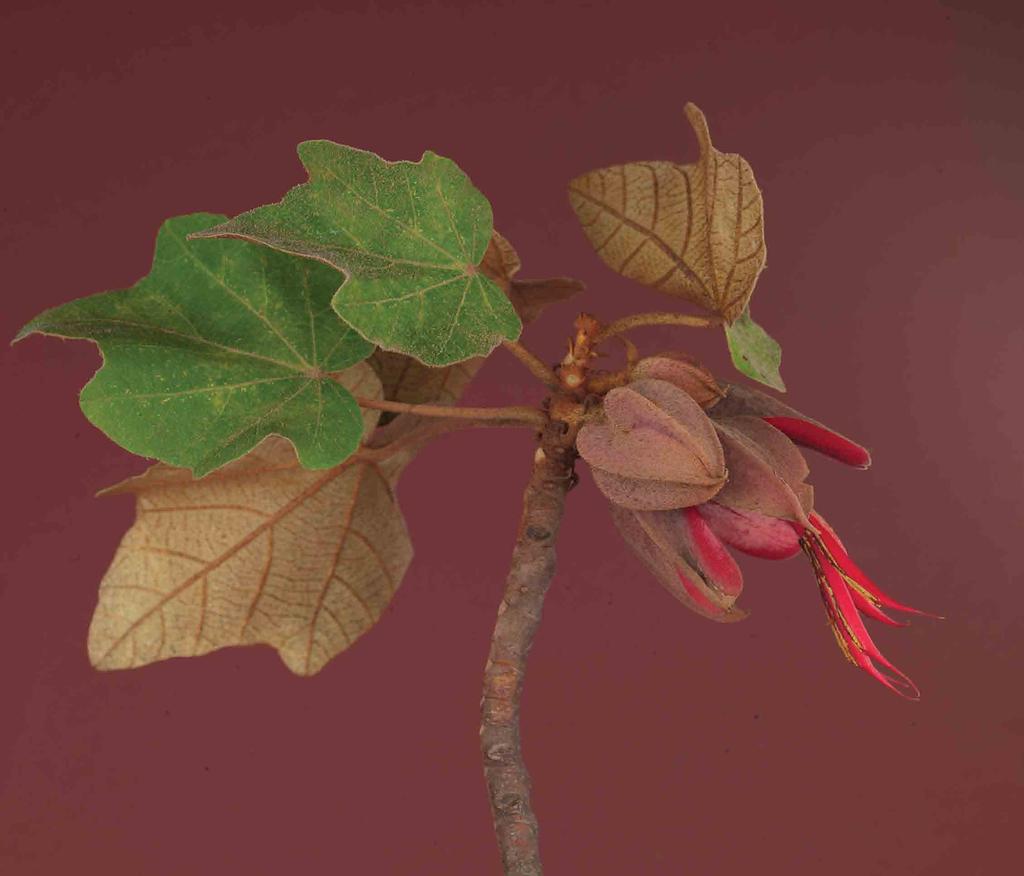 , Chomtee (K ekchi), chilete dulce (Chiapas), (Cotto 1999:2-3). Family Solanaceae. Canak arbol de las manitas Lycianthes synanthera B.