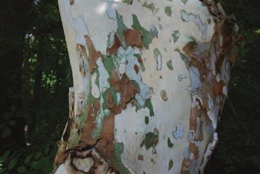 patchworks of tan, green, and brown on a smooth white trunk. Leaves are alternate, large (3 to 7 inches), broadly 5-lobed, and edged with large teeth.