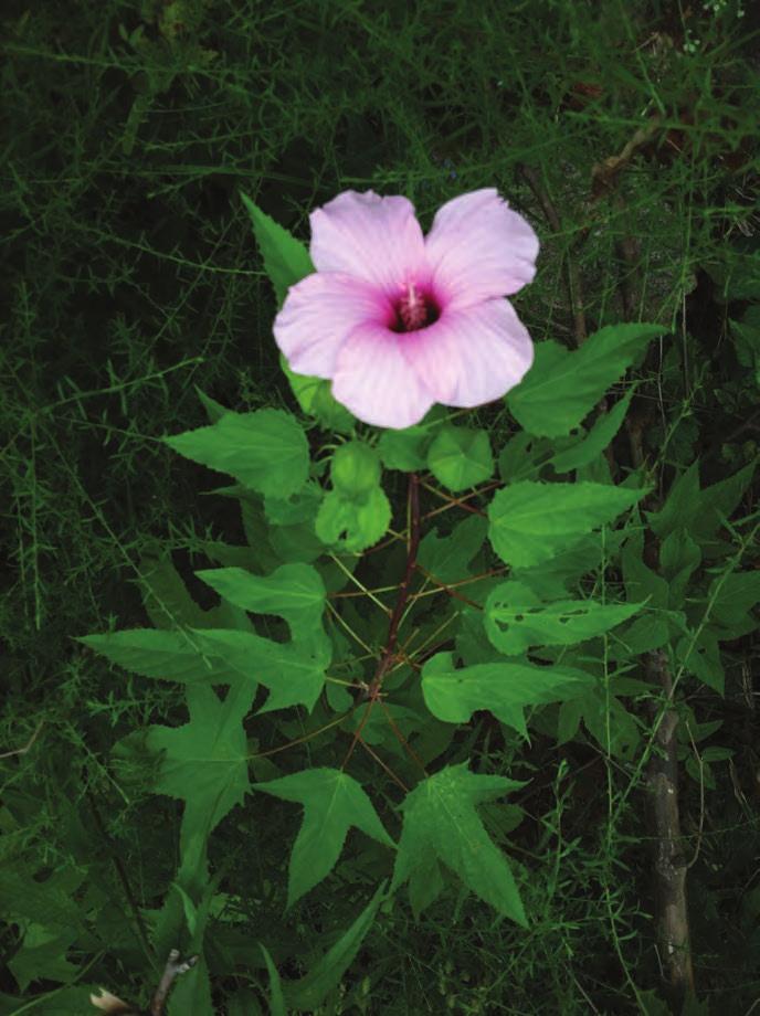 Halberd-leaved Rose Mallow Hibiscus laevis All.