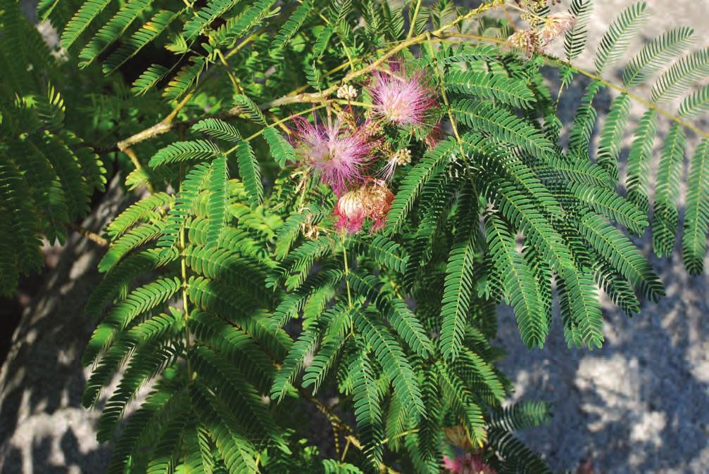 Mimosa (Non-native) Mimosa Albizzia julibrissin Durazzini Bean Family (Fabaceae) A small tree with alternating, finely cut,