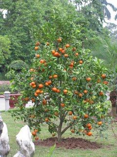 Height: 7 to 10 Mandarin This great looking and fairly compact tree would be a wonderful addition planted in your yard or container.