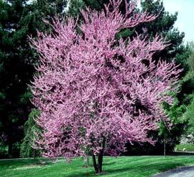 SMALL SHADE TREES Continued: Redbud (Cercis) This tree is valued for its flowers and foliage.