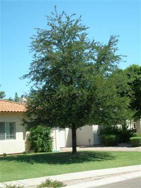 This moderate to fast growing tree reaches a height of 25 with fair to good carbon storage and pollution filtering. There is medium allergen potential.