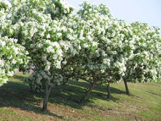 It flowers in May June. The flower clusters have a very fine texture, which along with the snow white color, yields a beautiful accent tree in your garden.