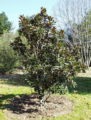 The Chinese Fringe tree (female variety) produces a dark blue fruit that birds love after the blossoms. Broad leaves turn bright yellow in fall.