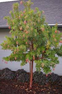 MEDIUM SHADE TREES Continued: Tupelo (Nyssa sylvatica ) This deciduous tree is native to eastern U.S. and would make an excellent specimen or shade tree for your large garden.