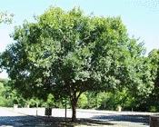 LARGE TREES Continued: Chinese Elm (Ulmus) Originating from China, Korea, and Japan, this is a highly prized shade tree. The arching branches have long weeping branchlets.