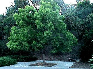 This is a great patio tree, sun screen or street tree.