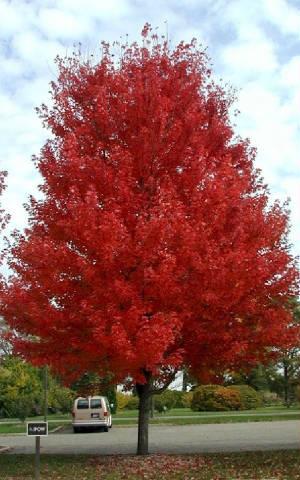 LARGE TREES Continued: Summer Red Maple - (Acer Rubrum) This fast-growing shade tree is considered one of the best trees for early fall color.