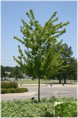 Forms a dense, broad tree providing welcome summer shade. Deciduous. Trident Maple - (Acer buergerianum) An excellent evergreen with graceful pendulous branches.