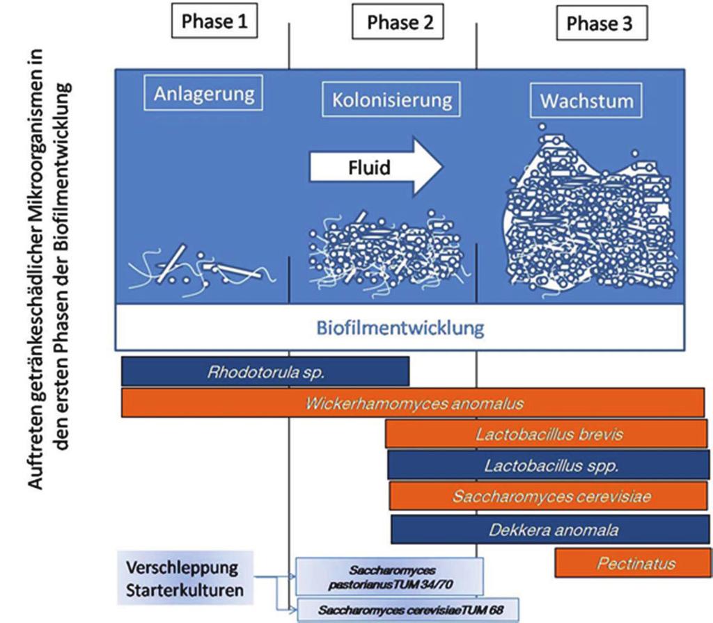 BRAUWELT international Knowledge Analytics Occurrence of beverage-spoilage microorganisms in the first phases of biofilm forma on Phase 1 Phase 2 Phase 3 laydowns carry-over starter cultures points