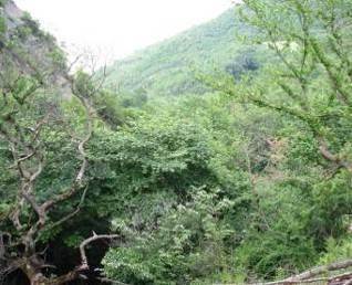 Oriental plane (Platanus orientalis) and vegetation richness (Old riparian forest).