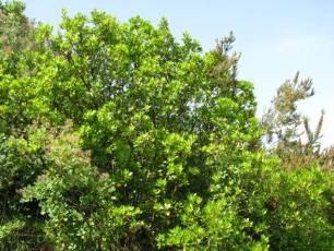 scrubs/forests, up to 90-100 % of the vegetation cover, dominated by Arbutus unedo, Phillyrea